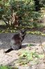 Katze-Tierchen-100318-0DSC_0163.JPG
